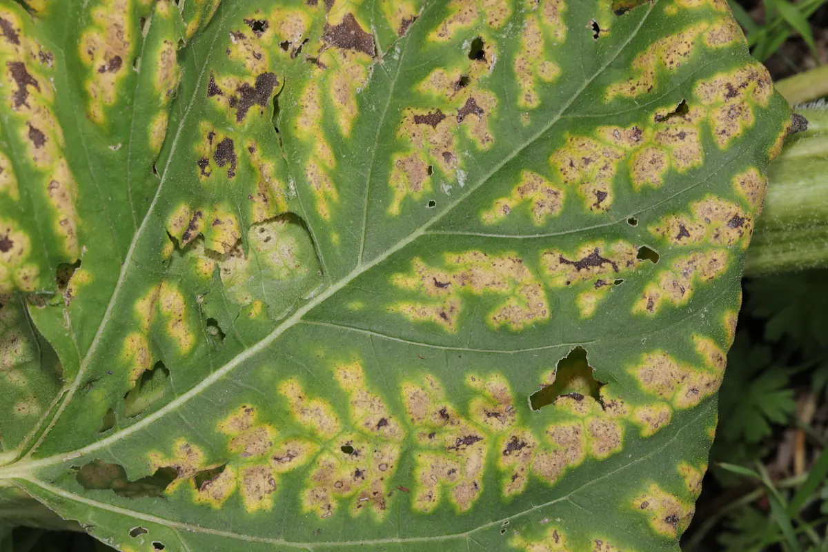 Large leaf with yellow and brown patches between the veins