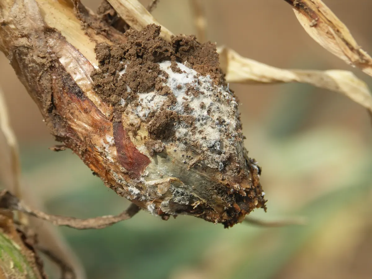 Rotting onion bulb base covered in white fungal growth dotted with tiny black specks