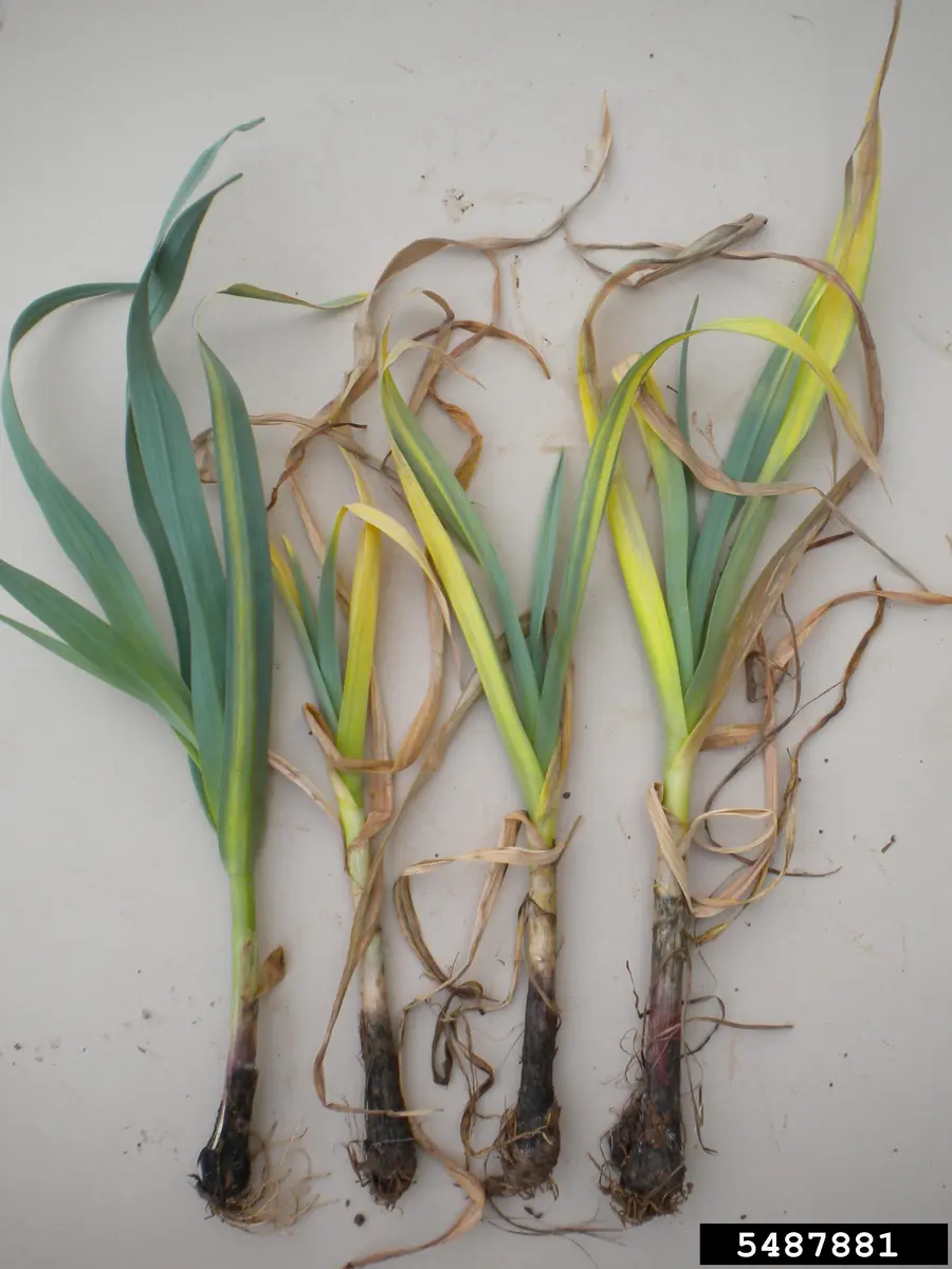 Four garlic plants laid on a table with yellowing, dying leaves and blackened, rotted bulbs and roots