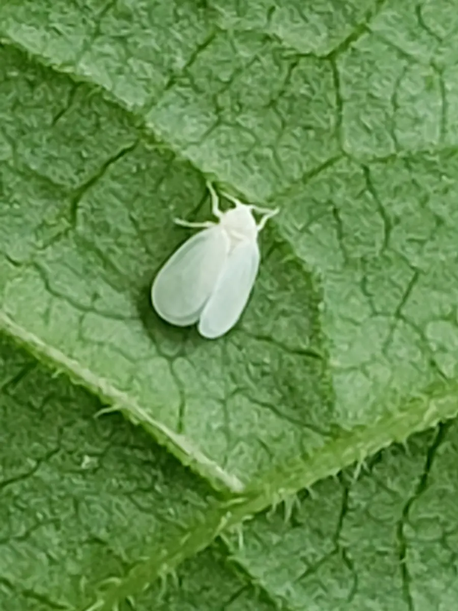 A single white adult greenhouse whitefly resting on a green leaf