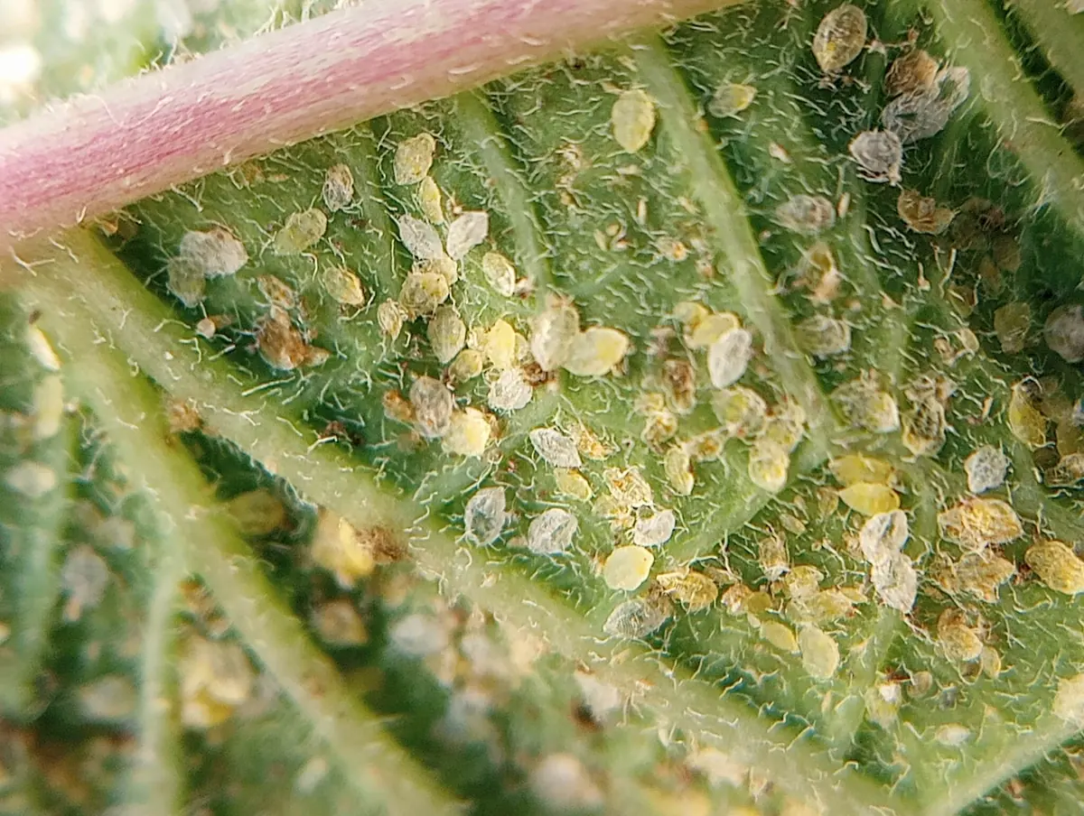 Many flat oval whitefly nymphs and pupae on the hairy underside of a leaf
