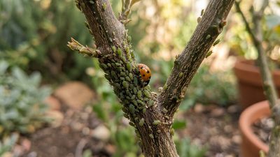 Aphids