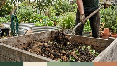 Composting chicken manure