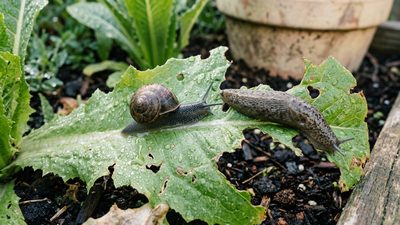 Slugs and snails