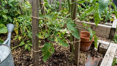 Tomato and potato blight